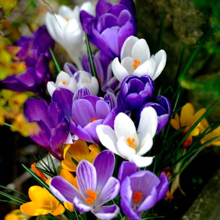 Bright Crocus Blooms Illuminated by the Sun