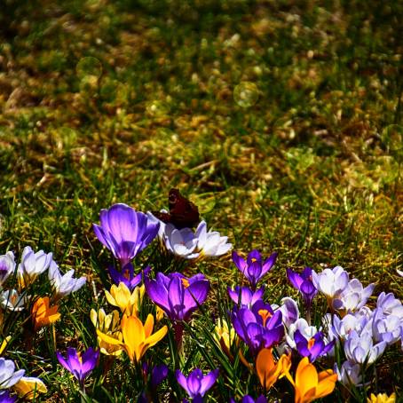 Bright Crocus Flowers Bathed in Warm Sunlight