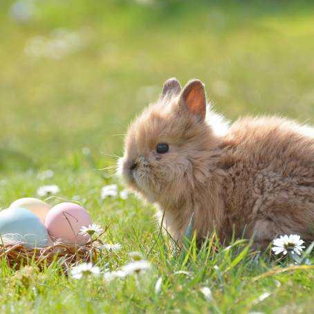 Bright Spring Scene with Bunny and Easter Eggs