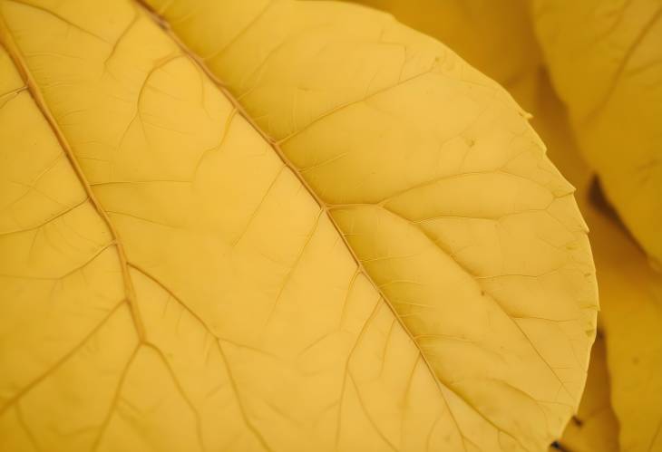 Bright Yellow Leaf Background Close Up of Natures Autumn Masterpiece