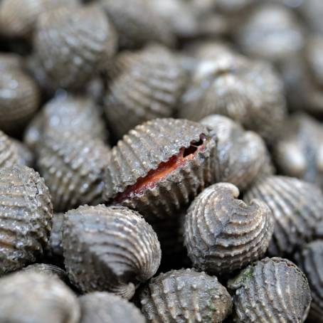 Brown Cockles and Scallops Abstract Background Raw Seafood on Ice