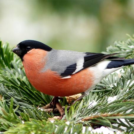 Bullfinch Perched on Fir Branch Emsland Lower Saxony