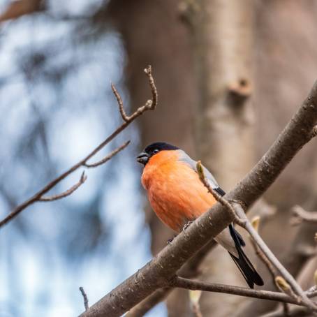 Bullfinch Perched on Fir Tree Branch