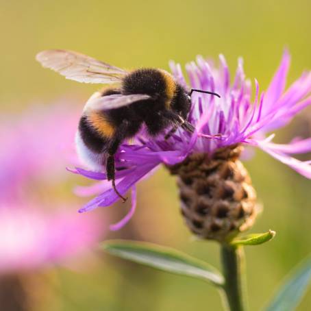 Bumble Bee Hovering Over a Garden Blossom