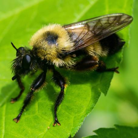 Bumble Bee on a Flower Petal with Dewdrops