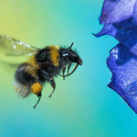 Bumble Bee on a Sunflower Petal Collecting Nectar