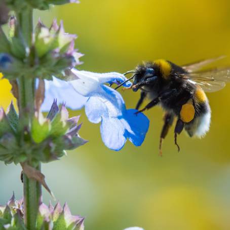 Bumble Bee Pollinating a Colorful Flower in the Garden