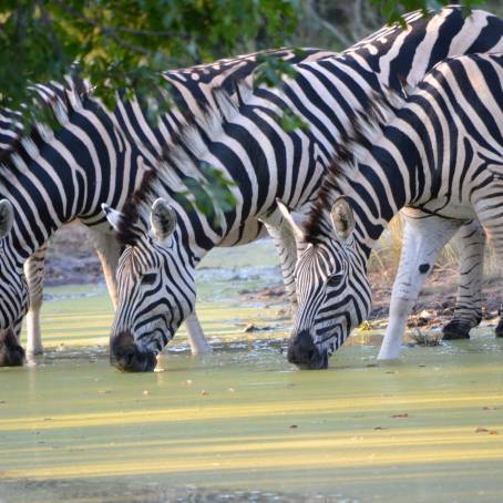 Burchell Zebras Alert in Kruger Two Adults