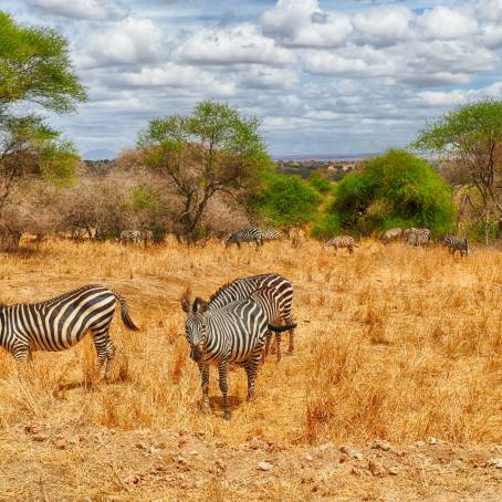 Burchells Zebras Alert and Observing in Kruger