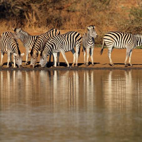 Burchells Zebras Alert in Kruger National Park