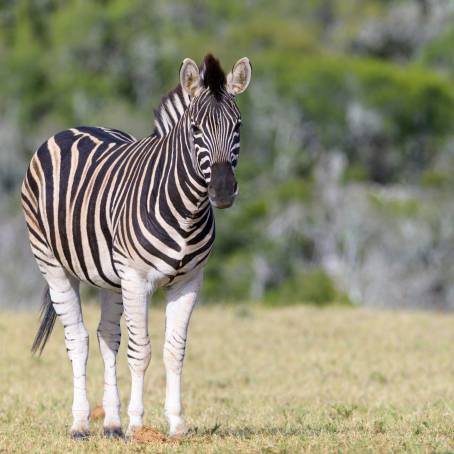 Burchells Zebras in Kruger National Park Alert