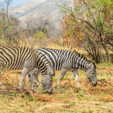 Burchells Zebras in Kruger Park Alert Adults