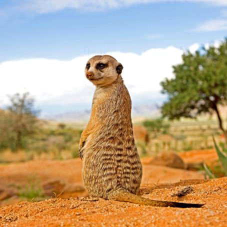 Burrow Life Young Meerkats in Germany