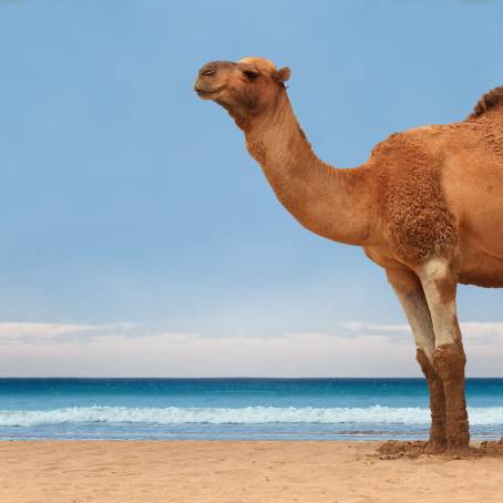 Camel for Tourists on Egyptian Beach Sand, Sea, and Desert Adventure, Unique Travel Experience