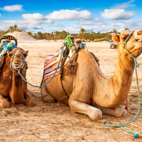 Camel on Egyptian Beach Sand Tourist Trip, Coastal Desert Experience, Unique Egyptian Adventure