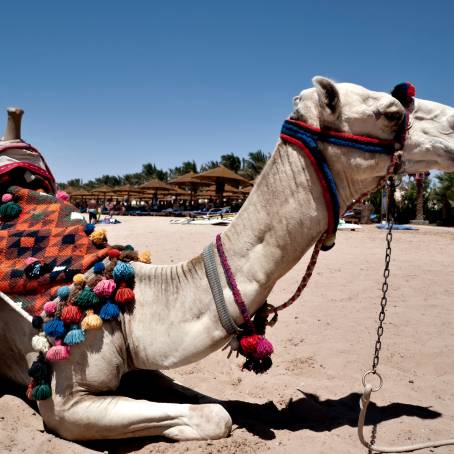 Camel on Sandy Beach in Egypt Tourist Trip, Desert Adventure Meets Coastal Relaxation