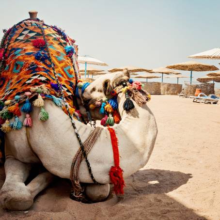 Camel on the Beach Tourist Trip in Egypt, Sand and Sea, Exotic Travel Experience, Desert and Coast