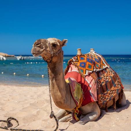 Camel Ride on Egyptian Beach Sand and Sea Tourist Trip, Exotic Desert Adventure by the Coast