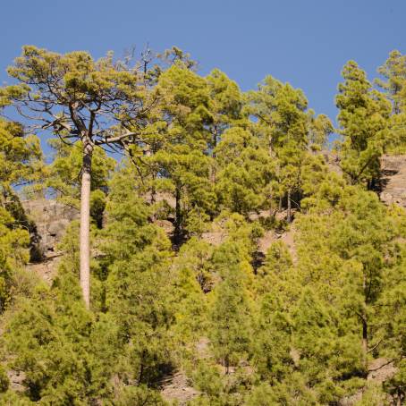 Canary Island Pines at Teide Park Tenerife Spain