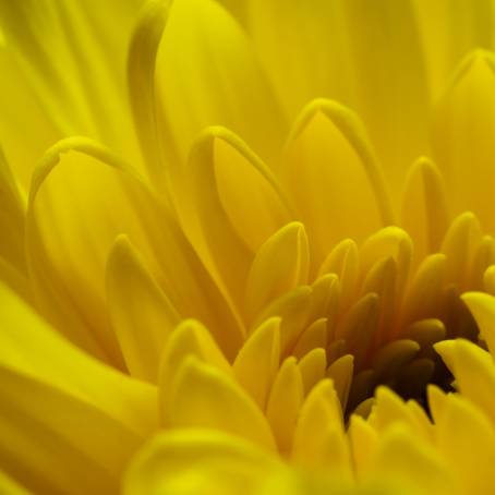 Captivating Close Up of a Flower with a Green Center and Sunlit Yellow Petals