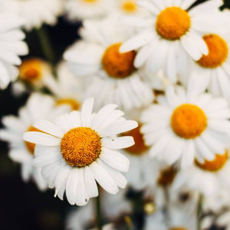 Captivating Low Angle of Daisies Against a Cloudy Sky