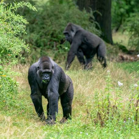 Captive Adult Gorilla of Western Lowland Species in Zoo