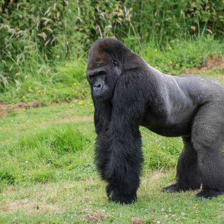 Captive Adult Western Lowland Gorilla in Zoo Setting