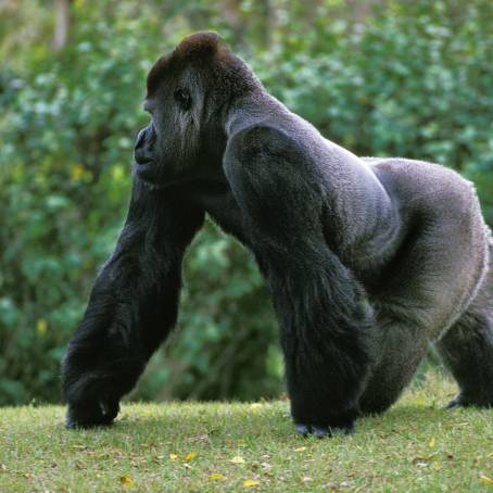 Captive Western Lowland Gorilla Adult at Zoo Exhibit