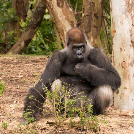 Captive Western Lowland Gorilla Display at Zoo