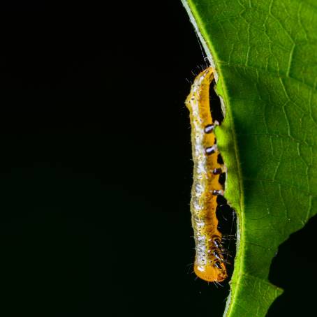 Caterpillar Infestation on Box Tree Causes Leaf Damage