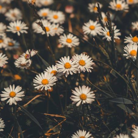 Chamomile Flower Macro with Dewy White Petals