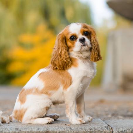 Charming Cavalier Spaniel Portrait Capturing the Heartwarming Expression of a Cute Dog