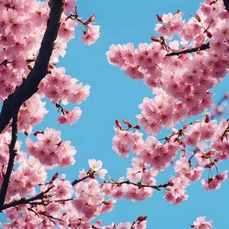 Charming Cherry Blossoms Pink Petals Against a Radiant Blue Sky  Japanese Spring Joy