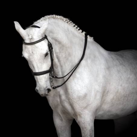 Charming Horse with a Smile at Zoo