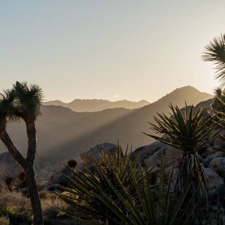 Chasing Light Sunset at Joshua Tree National Park