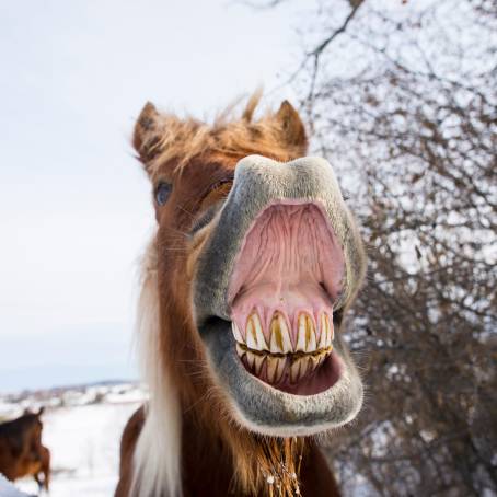 Cheerful Horse Showing Teeth at Zoo