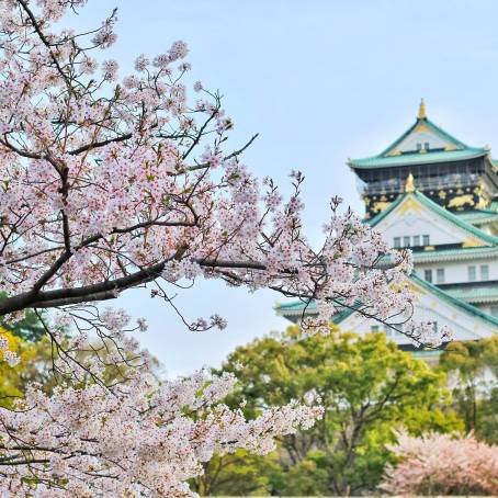 Cherry Blossom Beauty Stunning Full Bloom Cherry Flowers in Springtime