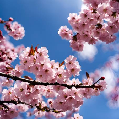 Cherry Blossom Bliss Pink Petals Against a Clear Blue Sky  Japanese Springtime Delight