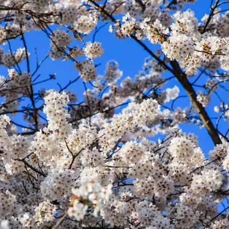 Cherry Blossom Bloom Stunning Close Up of Cherry Blossoms in Full Spring Glory