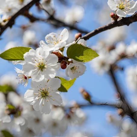 Cherry Blossom Bloom White Flowers in Spring Scene