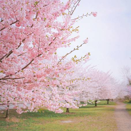 Cherry Blossom Delight Gorgeous Cherry Flowers in Full Bloom During Spring Season