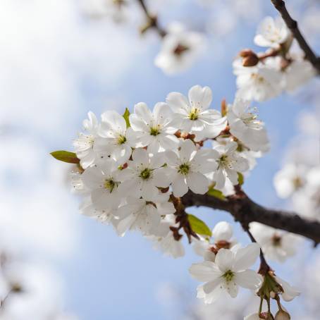 Cherry Blossom Season White Flowers in Spring