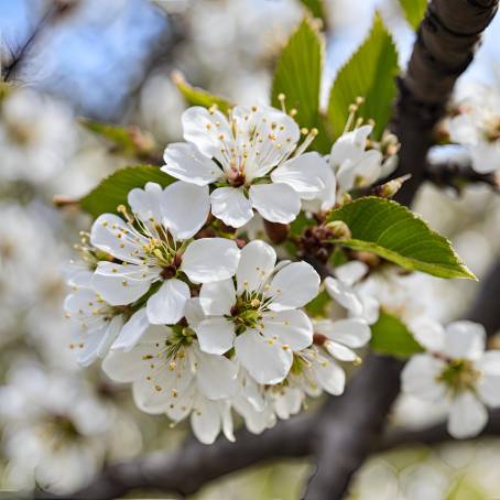 Cherry Blossom Splendor White Flowers in Spring