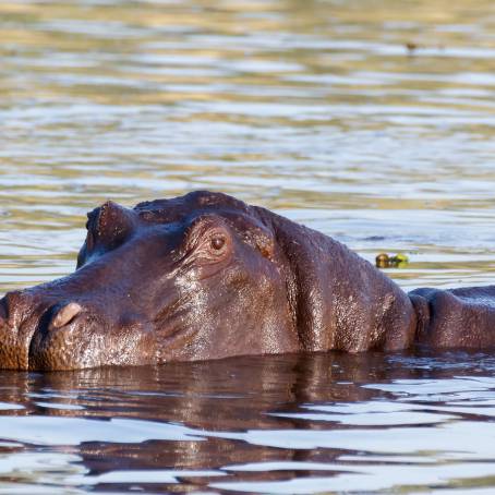 Chobe District Hippo with Open Mouth in Water