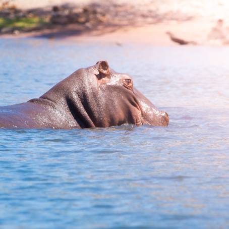 Chobe Hippo Threatening with Open Mouth in Water