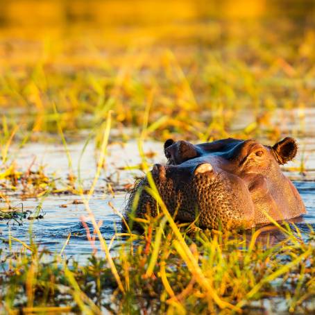 Chobe Hippo Threatening with OpenMouth Display