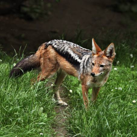 Chobe National Park Blackbacked Jackal Pup in Its Burrow