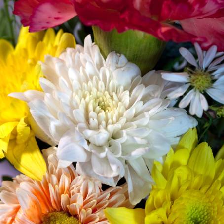 Chrysanthemum Bliss Blue, Pink, Red, and Yellow Flower Elegance