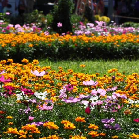 Chrysanthemum Collection Blue, Pink, Red, and Yellow Floral Harmony