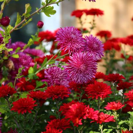 Chrysanthemum Delight Blue, Pink, Red, and Yellow Flower Extravaganza